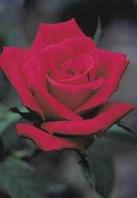 la rose